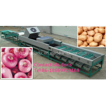 Automatic Fruit Sorting Machine, Onion Sorter Machine